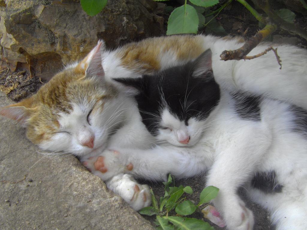 Fenetre Sur Loire Bed & Breakfast Iguerande ภายนอก รูปภาพ