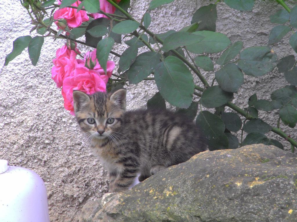 Fenetre Sur Loire Bed & Breakfast Iguerande ภายนอก รูปภาพ
